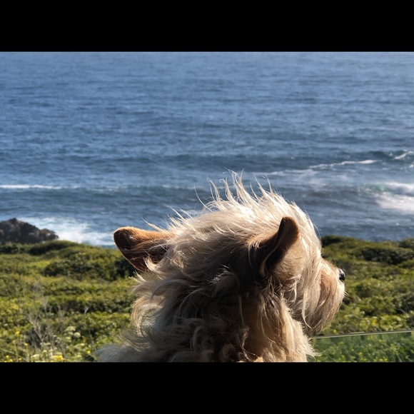 Meet your Posher, Christine and Bridgette🐾 - Picture 8 of 16